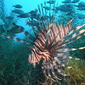 Portret użytkownika Lionfish