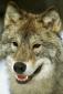 Portret użytkownika canis lupus